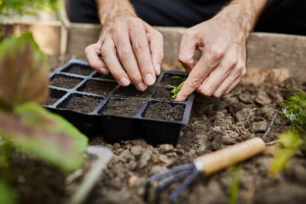 Vida de granjero. Jardinero plantar plántulas de perejil en huerto. Cerca de las manos del hombre trabajando en el jardín, plantando semillas, regando plantas.