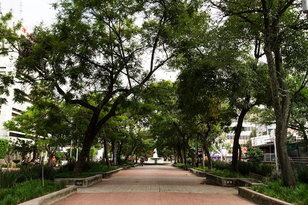 La vida en México paisaje con árboles.