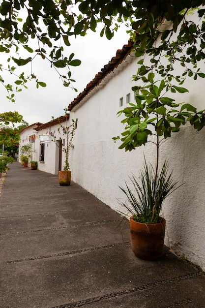 Foto gratuita vida en mexico paisaje con plantas.