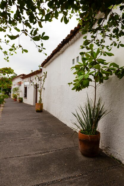 Vida en mexico paisaje con plantas.