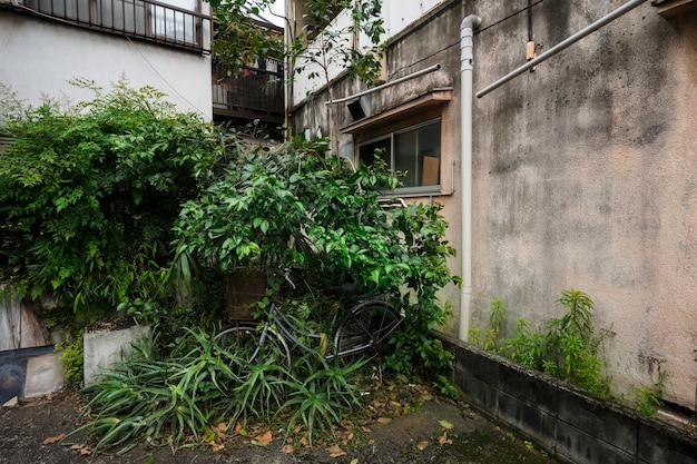 Vieja casa y plantas abandonadas