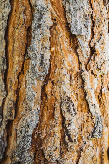 Vieja textura de corteza de árbol