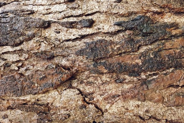 Vieja textura de madera con el fondo del primer de las grietas