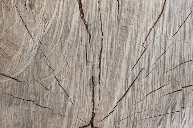 Vieja textura de madera natural de tronco de árbol cortado