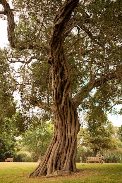 Viejo árbol en el Jardín Botánico de Sydney bajo la luz del sol durante el día