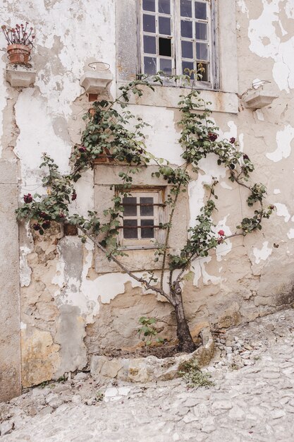 viejo árbol que crece en una pared agrietada