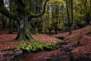 Foto gratuita viejo bosque de hayas en autunm