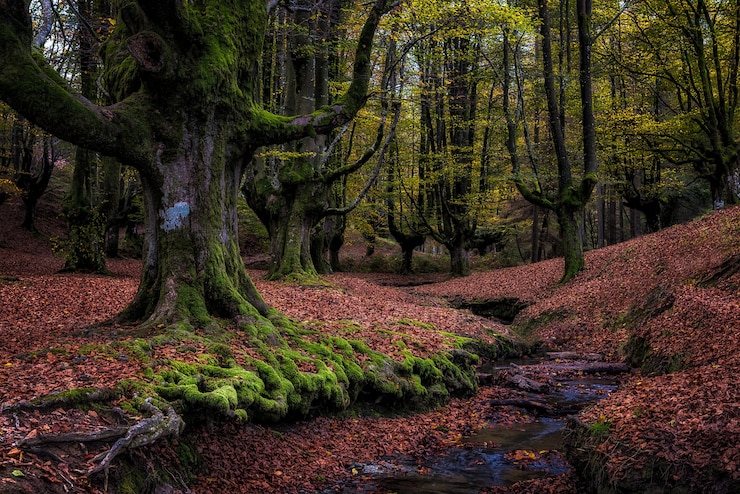 Foto gratuito viejo bosque de hayas en autunm