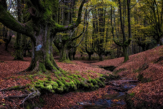 Viejo bosque de hayas en autunm