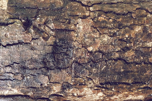 Viejo fondo detallado de la textura del árbol