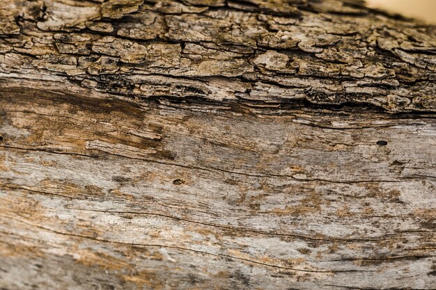 Viejo fondo de tronco de árbol con textura