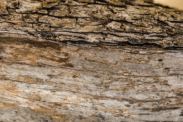 Viejo fondo de tronco de árbol con textura