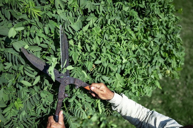 El viejo jardinero corta el arbusto con grandes tijeras de podar viejas de metal