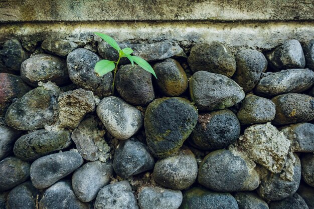Viejo muro de piedra con textura de plantas
