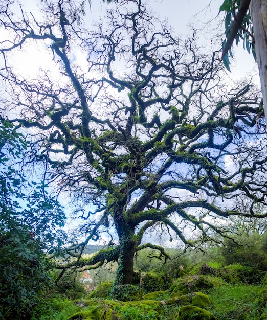 Viejo roble sin hojas en un bosque con el cielo azul