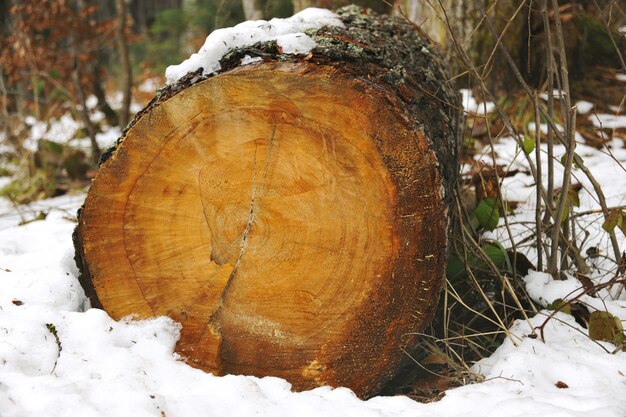 Viejo tronco cortado cubierto de musgo y nieve en el bosque de invierno
