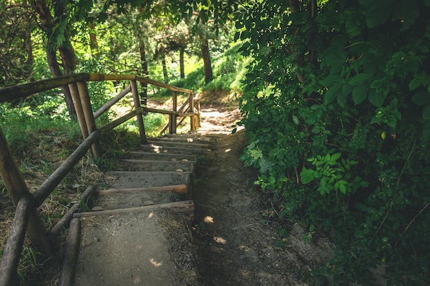 Viejos escalones de madera hechos de troncos en el bosque