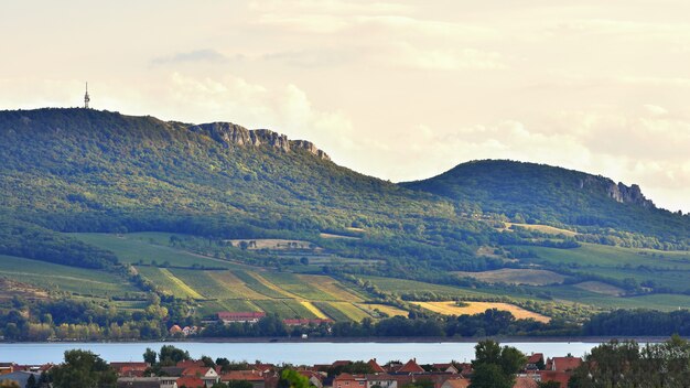 Viñedos al atardecer en la cosecha de otoño. Uvas maduras. Región del vino, Moravia del sur - República Checa. V