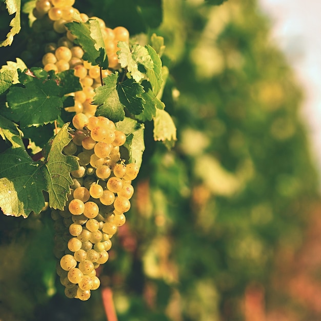 Viñedos al atardecer en la cosecha de otoño. Uvas maduras. Región del vino, Moravia del sur - República Checa. V