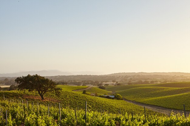 Viñedos de California en Santa Bárbara