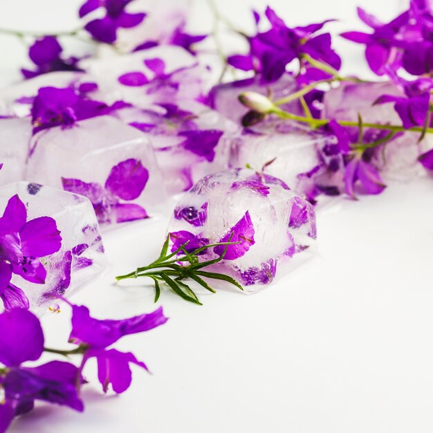 Violetas en cubos de hielo.