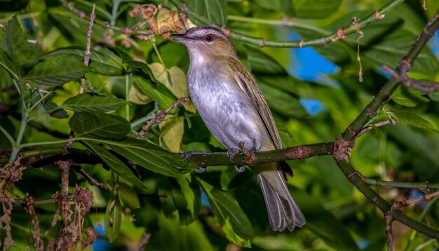 Vireo de ojos rojos (Vireo olivaceus)