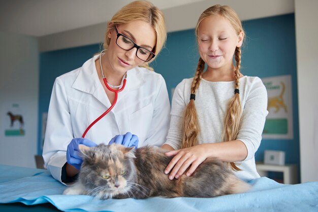 Visita de gato en el hospital de animales.