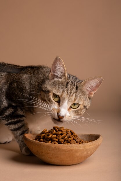 Vista del adorable gato comiendo su comida.