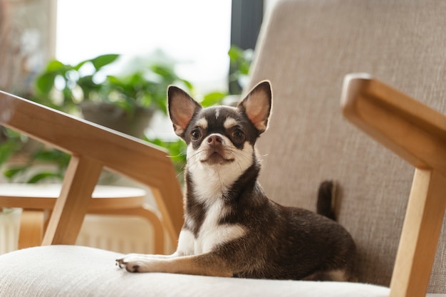 Vista del adorable perro chihuahua en la casa