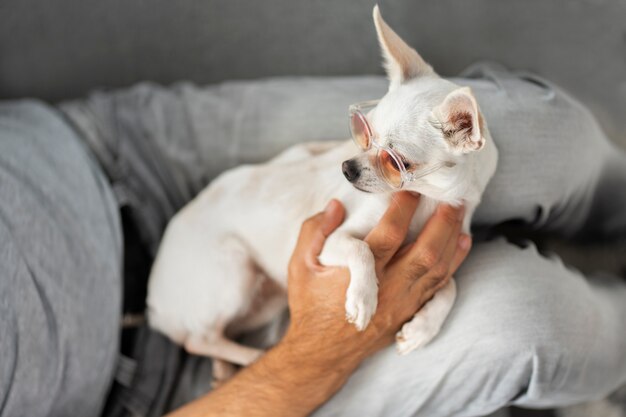 Vista del adorable perro chihuahua pasando tiempo con el dueño masculino en casa