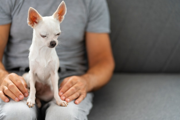 Foto gratuita vista del adorable perro chihuahua pasando tiempo con el dueño masculino en casa