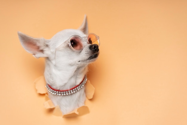 Foto gratuita vista del adorable perro chihuahua saliendo de papel rasgado