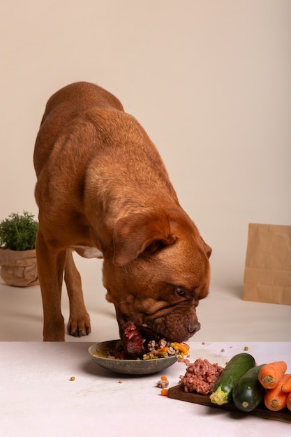 Foto gratuita vista de adorable perro con plato de comida