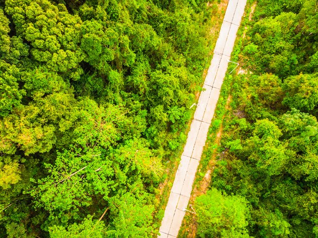 Vista aérea de árbol en el bosque con carretera