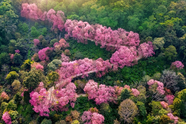 Vista aérea de los árboles de cerezo rosa en las montañas