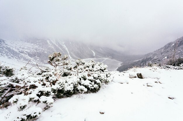 Una vista aérea de los árboles cubiertos de nieve en invierno