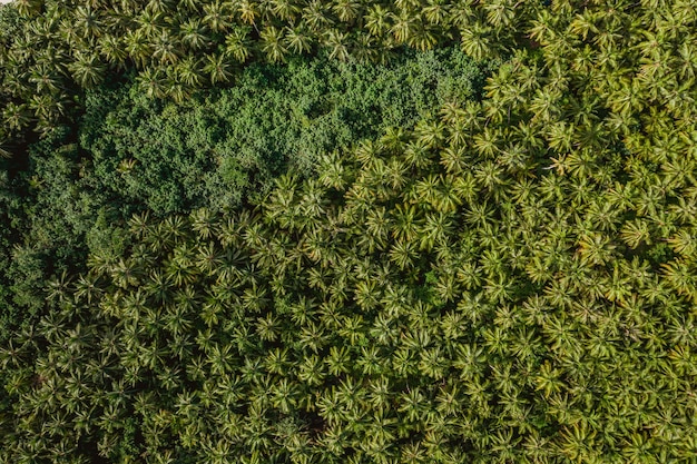 Vista aérea de los árboles tropicales en las islas Mentawai en Indonesia, perfecta para el fondo
