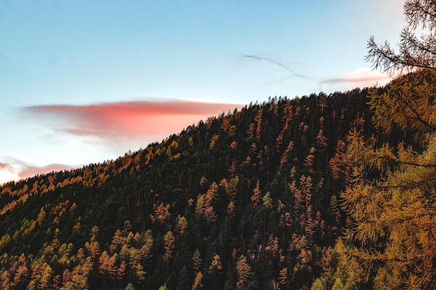 Vista aérea del bosque durante el atardecer