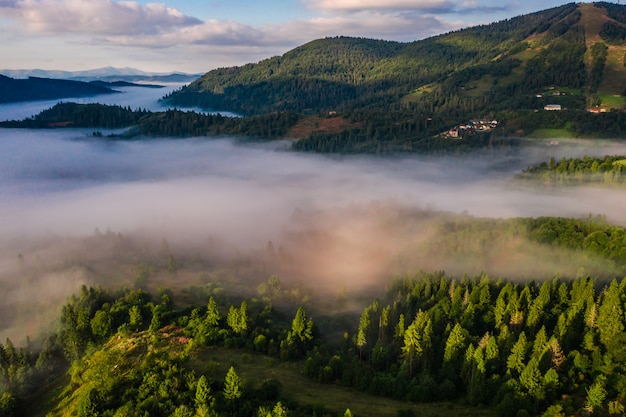 Vista aérea del bosque envuelto en niebla matutina