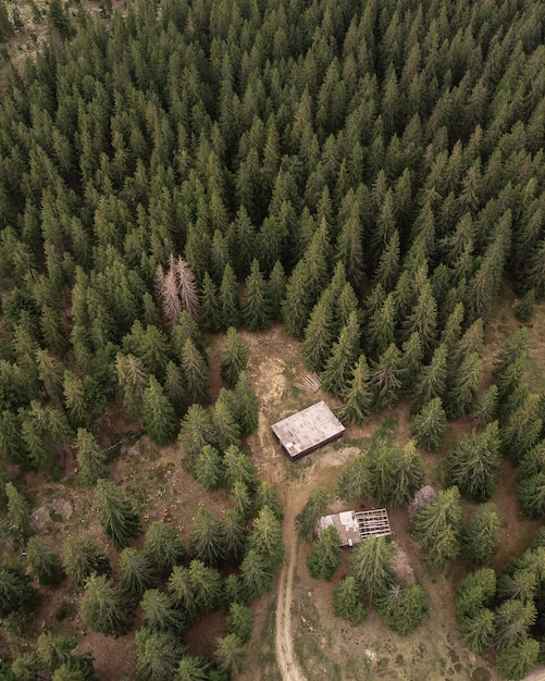 Foto gratuita vista aérea de un bosque de pinos.