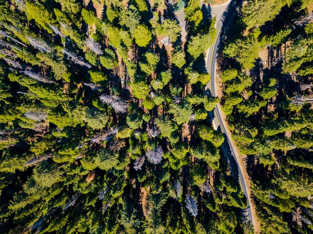 Vista aérea del bosque de Sequoia verde y una carretera que lo atraviesa