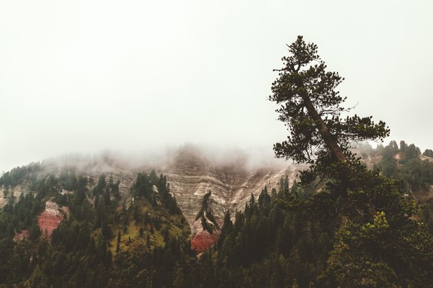 Vista aérea del campo forestal