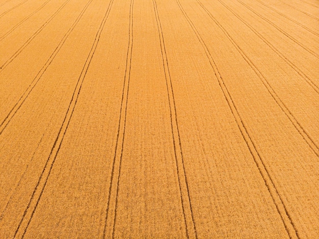 Vista aérea del campo de trigo con huellas de tractor Granja desde vista de drone