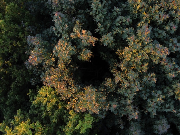 Vista aérea de los campos al atardecer