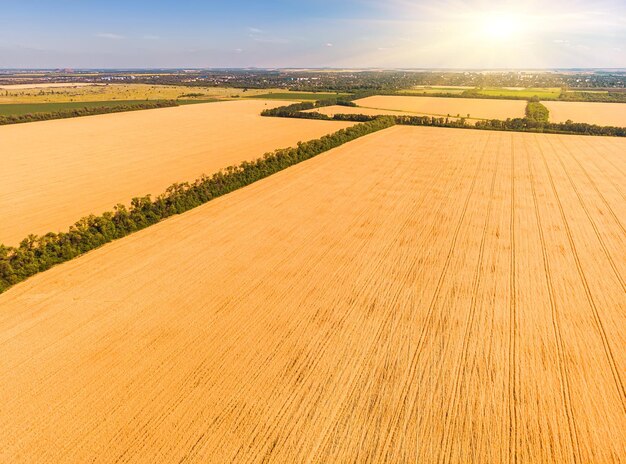 Vista aérea de los campos de cultivo de trigo en maduración en la granja bajo el cielo en la granja