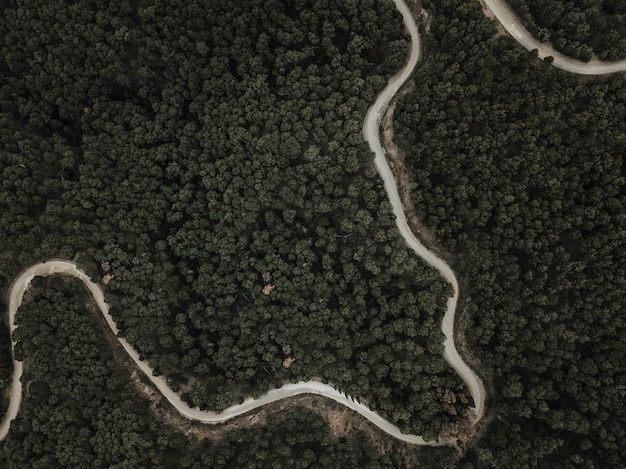 Vista aérea de la carretera sinuosa y árboles tropicales verdes