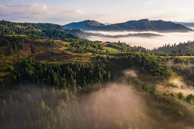 Vista aérea del colorido bosque mixto envuelto en la niebla de la mañana en un hermoso día de otoño