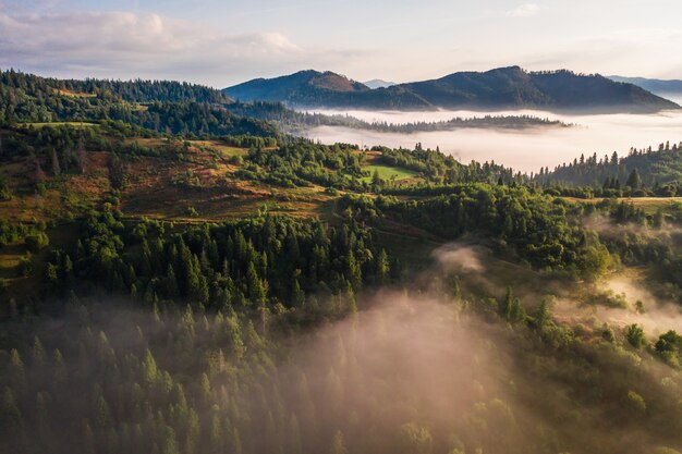 Vista aérea del colorido bosque mixto envuelto en la niebla de la mañana en un hermoso día de otoño