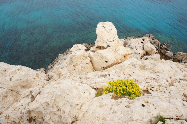 Vista aérea de la costa con flores amarillas en las rocas y el mar en calma