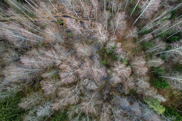 Vista aérea de un denso bosque con árboles desnudos de invierno y hojas caídas en el suelo